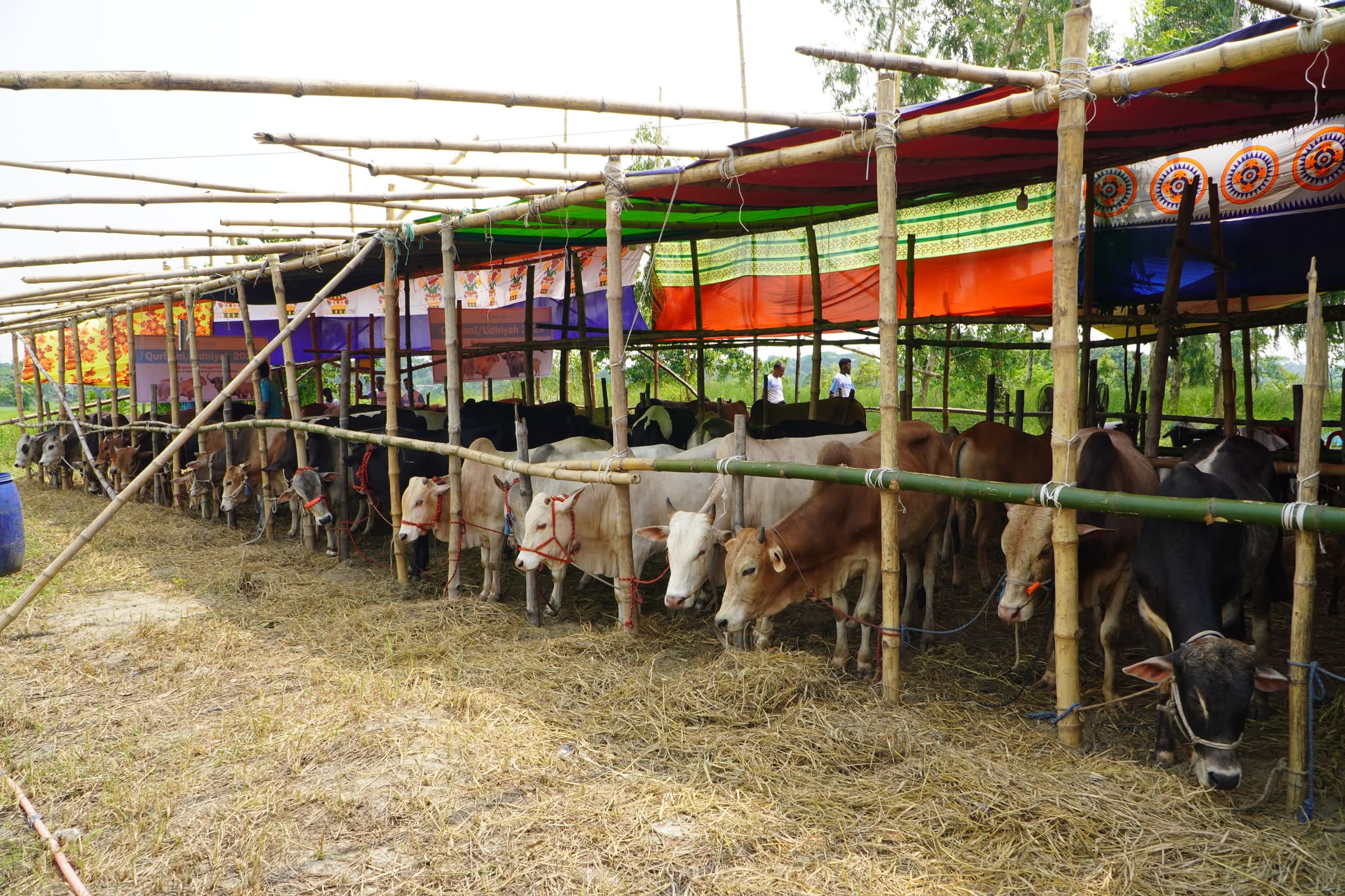 Seven Times the Blessing: Why the Camel Qurbani is an Eid Game-Changer!
